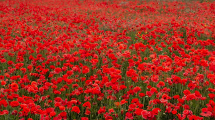 Red Poppies in Flanders Fields symbol for remembrance Day WW1 - For textured soft backdrops.
