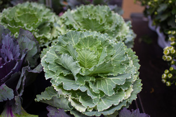 Plastic flowers for sale at the weekly outdoor market.