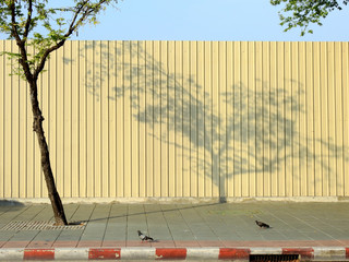 tree and pigeon on footpath with shadow tree on yellow metal sheet wall in street