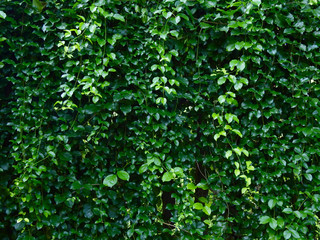green leaf of bush wall background