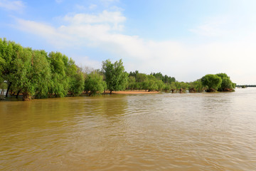 tree in flood