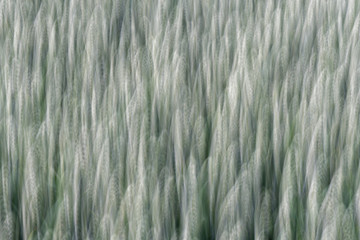 Weizenfeld, abstrakt und verwischt