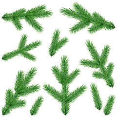 Set of realistic fir tree branches isolated on white background; Vector botanical illustration; Christmas tree green twigs