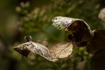 Dried petals of hydrangea flower in autumn.