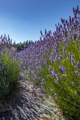 Fototapeta premium bright purple lavender flowers in full bloom on a farm