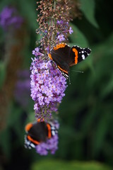 Red Admiral on buddleja 