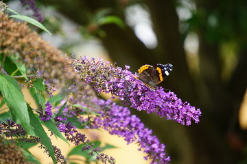 Red Admiral on buddleja 