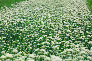 Blooming leek flowers in the fields