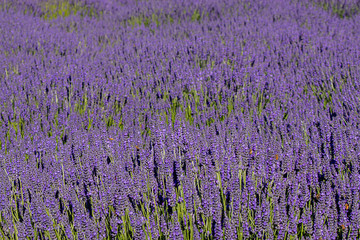bright purple lavender flowers in full bloom on a farm