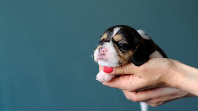 Person hand holding adorable newborn beagle puppy