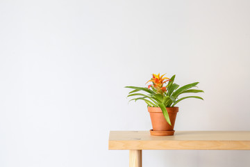 Beautiful houseplant in pot on wooden table against white background