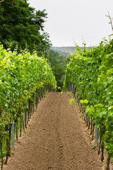 Fototapeta na wymiar vertical shot through the vineyard in Pfalz area of germany, bad durkheim