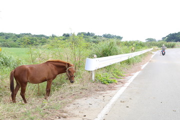 小浜島　沖縄県