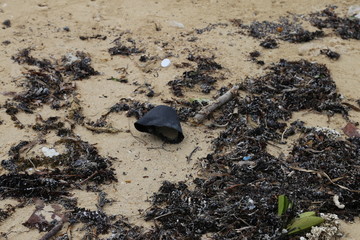 トゥマールビーチ　海ゴミ