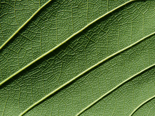detail of green leaves texture macro style