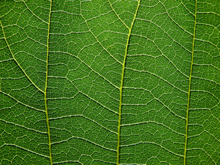 detail of green leaves texture macro style