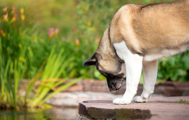 Dog breed American Akita looks into the water at the decorative pond