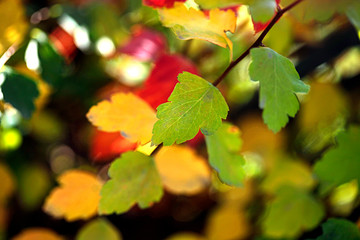 colorful autumn leaves on tree