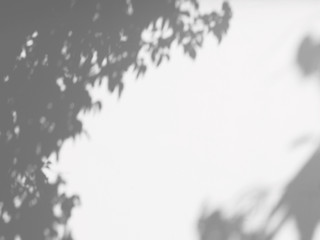abstract shadow of the leaves on a white wall background