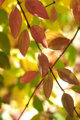 colorful autumn leaves on tree