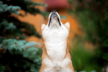 Naklejka premium Puppy breed Shiba inu portrait closeup in spruce trees