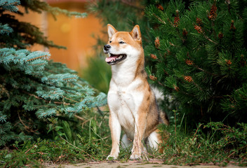 Puppy breed Shiba inu portrait closeup in spruce trees