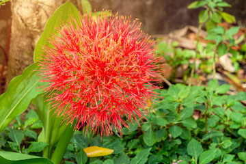 Red sphere flower fireball lily or scadoxus multiflorus flower blossom in courtyard