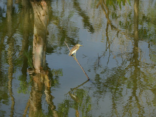 Chinese Pond Heron (Ardeola bacchus) bird stand on the branch in water with reflection of trees