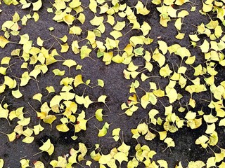 Gingko Herbstboden