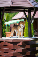 Puppy breed Shiba inu is worth on cards well