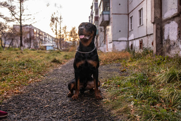 A big black dog is sitting on the street. The dog sits on the asphalt road in the background of houses
