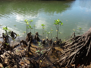 マングローブ　沖縄