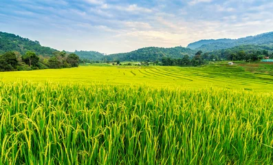 Rolgordijnen Groen en geel terrasvormig rijstveld in het noorden van Thailand © NtDanai