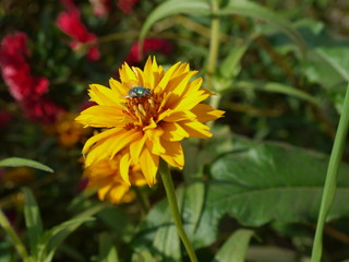 Цветок желтый и муха 