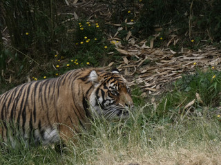 Fototapeta na wymiar Large tiger walking through tall yellow and green grass