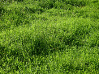 green grass lawn with sunlight at morning