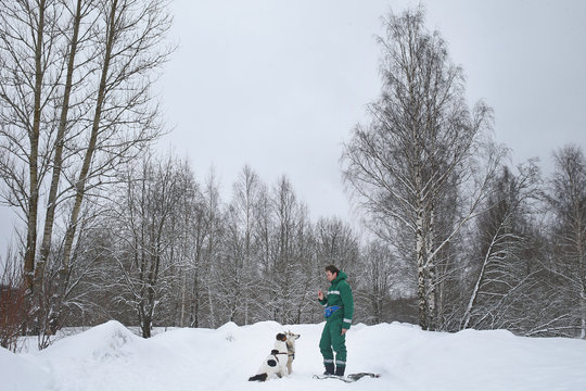 Two dogs walk outdoors in winter with an owner