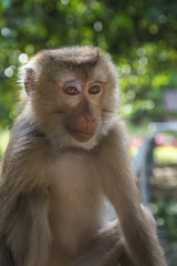 macaportrait of macaque, on a blurred background of green tropical vegetation