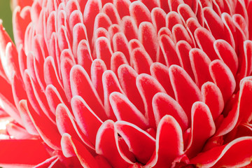 Macro view of Torch ginger or Etlingera elatior blossom in flower garden