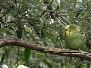 small yellow and green budgie in a tree