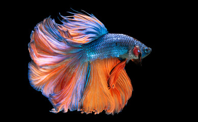 Beautiful colors"Halfmoon Betta" capture the moving moment beautiful of siam betta fish in thailand on black backgroun