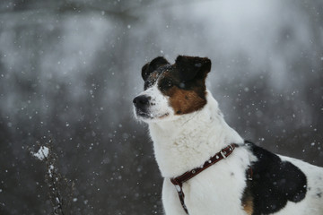 Brown and white short-haired mongrel dog is looking into the camera on a background of a winter snowy park