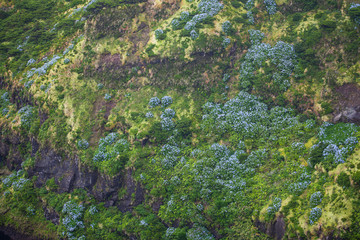 Lagoa Comprida, Flores, Azores, Portugal