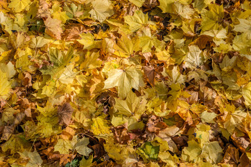 Fallen yellow maple leaves on the ground in autumn sunny day