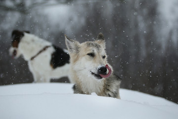 Two dogs at walk running and playing at snow in winter