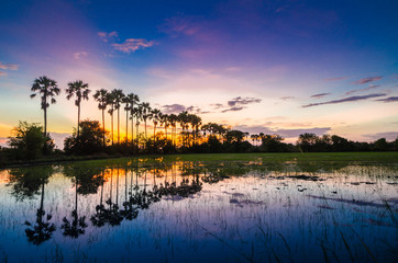 The silhouette of the toddy palms or sugar palm.