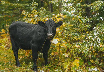Black cow with on a mountain pasture near the forest in autumn day. Closeup