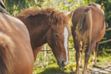Brown horses is standing on green meadow. Closeup