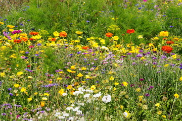 Flower garden © Paulina