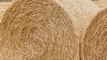 Bale of hay in field